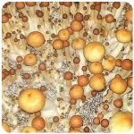 Псилоцибиновые (галлюциногенные)  грибы Psilocybin "Golden Teacher" в Иннополисе