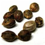 Семена марихуаны АК-47  (Seeds AK-47) в Иннополисе